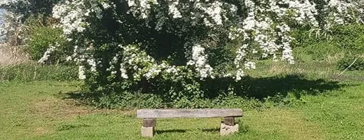 A wooden bench under blossom at Rosebay